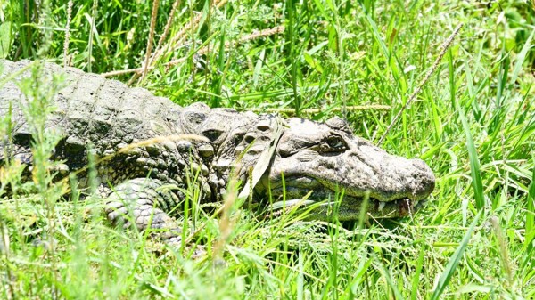 Santa Fe Province Releases Caiman After Over a Decade in Captivity