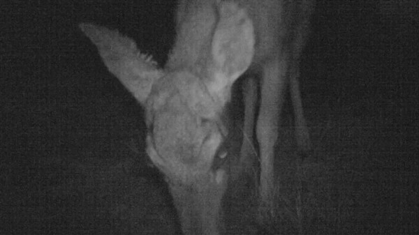 Por primera vez se registra un ciervo raro en un parque nacional de Argentina