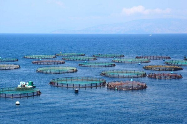 Scientist Warns of Environmental Disaster if Salmon Farming Ban is Lifted in Argentina