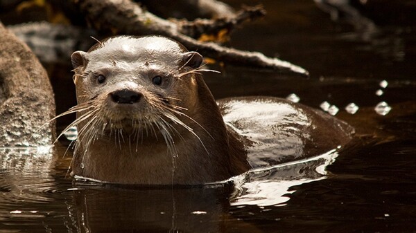 Camera Monitoring Endangered Otters Stolen from Nahuel Huapi National Park