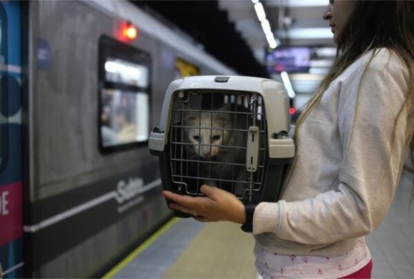 Pet-Friendly Subway Rules in Buenos Aires