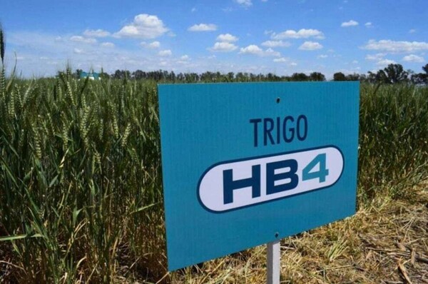 Argentina's HB4 Wheat Receives Regulatory Approval