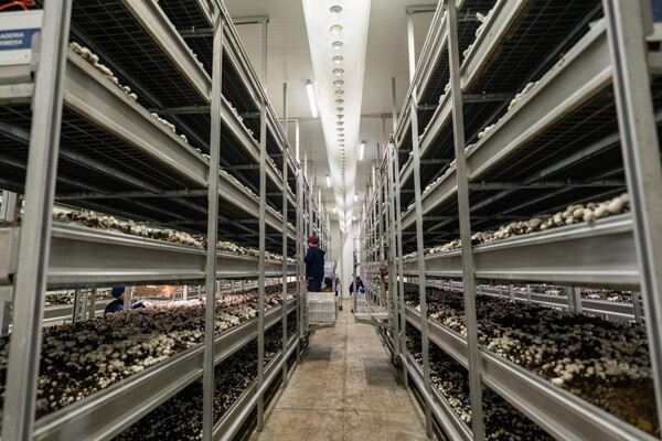 Argentine Company Sets Ambitious Mushroom Production Goal