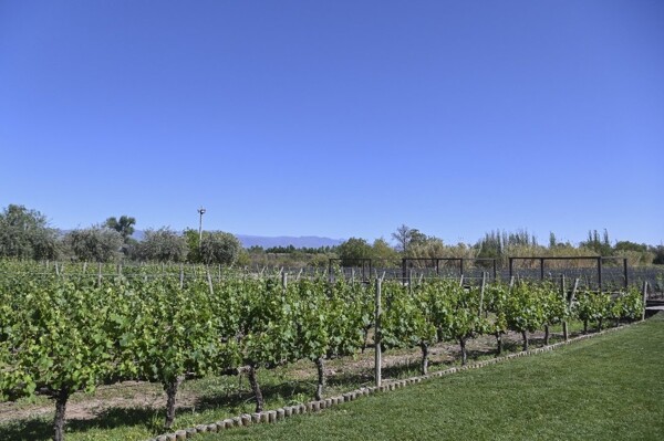 Аргентина реформирует институт виноделия для упрощения регулирования