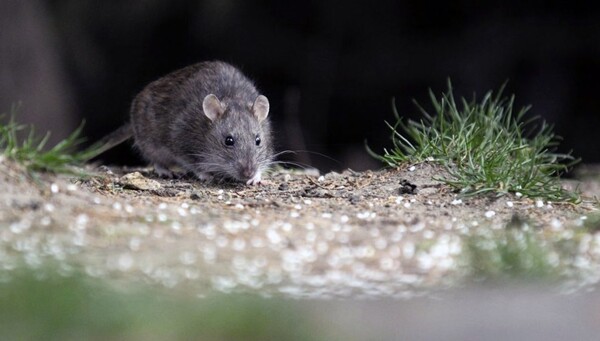 Death from Hantavirus in Recreo Raises Health Alerts