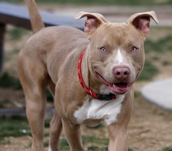 阿根廷兄弟被控袭击男子和杀害狗